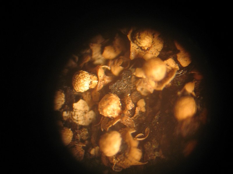 2008   Atelier myxo   Diderma floriforme 002